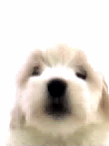 Dog Licking 1